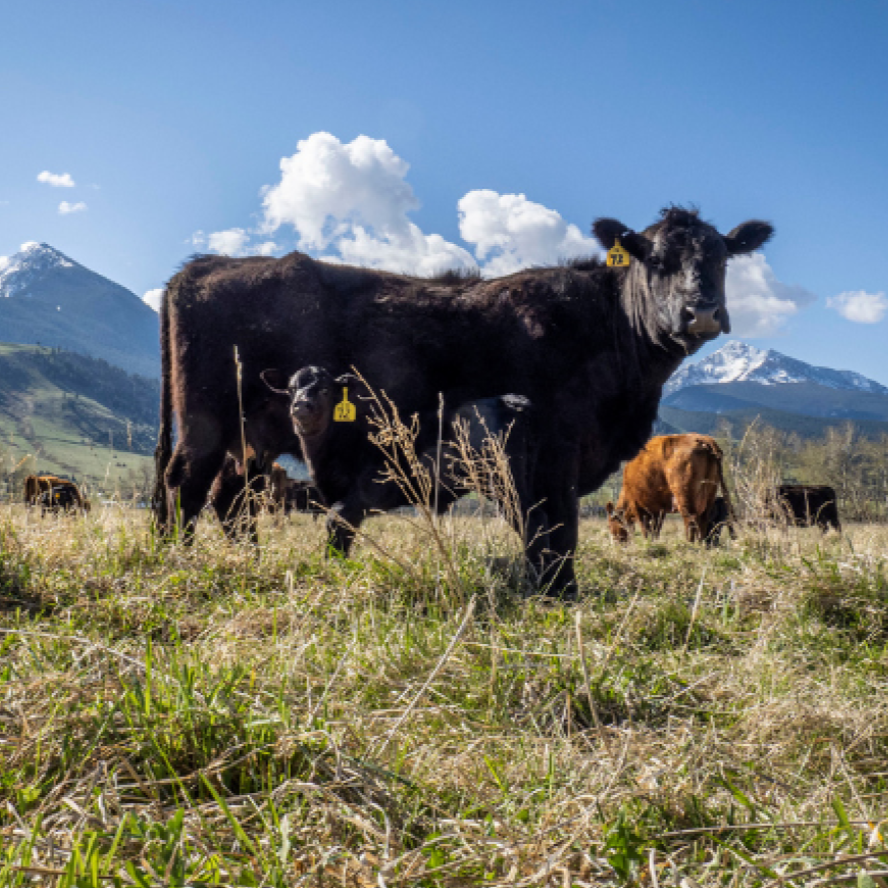 USDA Celebrates One Year Anniversary of the Working Families Tax Cuts Act, Delivers Final ‘Farmers First’ Program Improvements