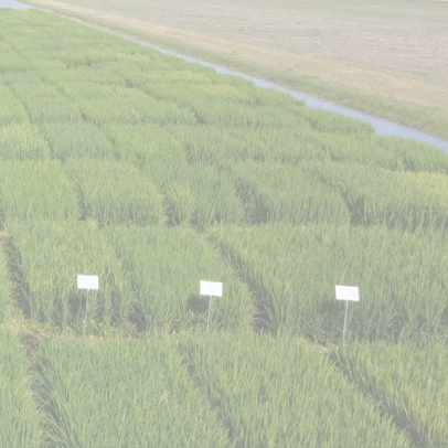 The  H. Rouse Caffey Rice Station Newsletter June 2026 