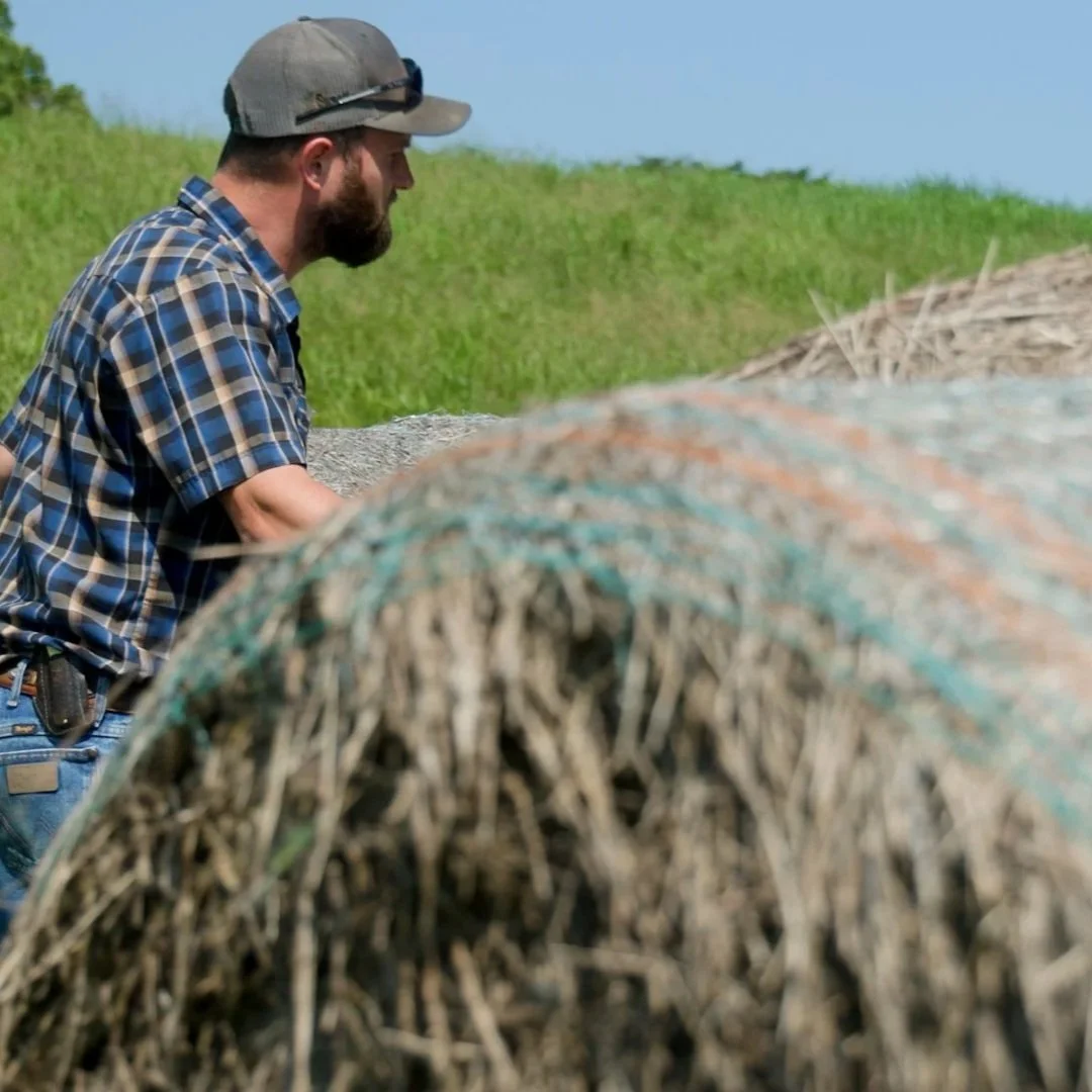 Hay: A Hidden Loss For Central Louisiana Cattle Producers From Record Rainfall 