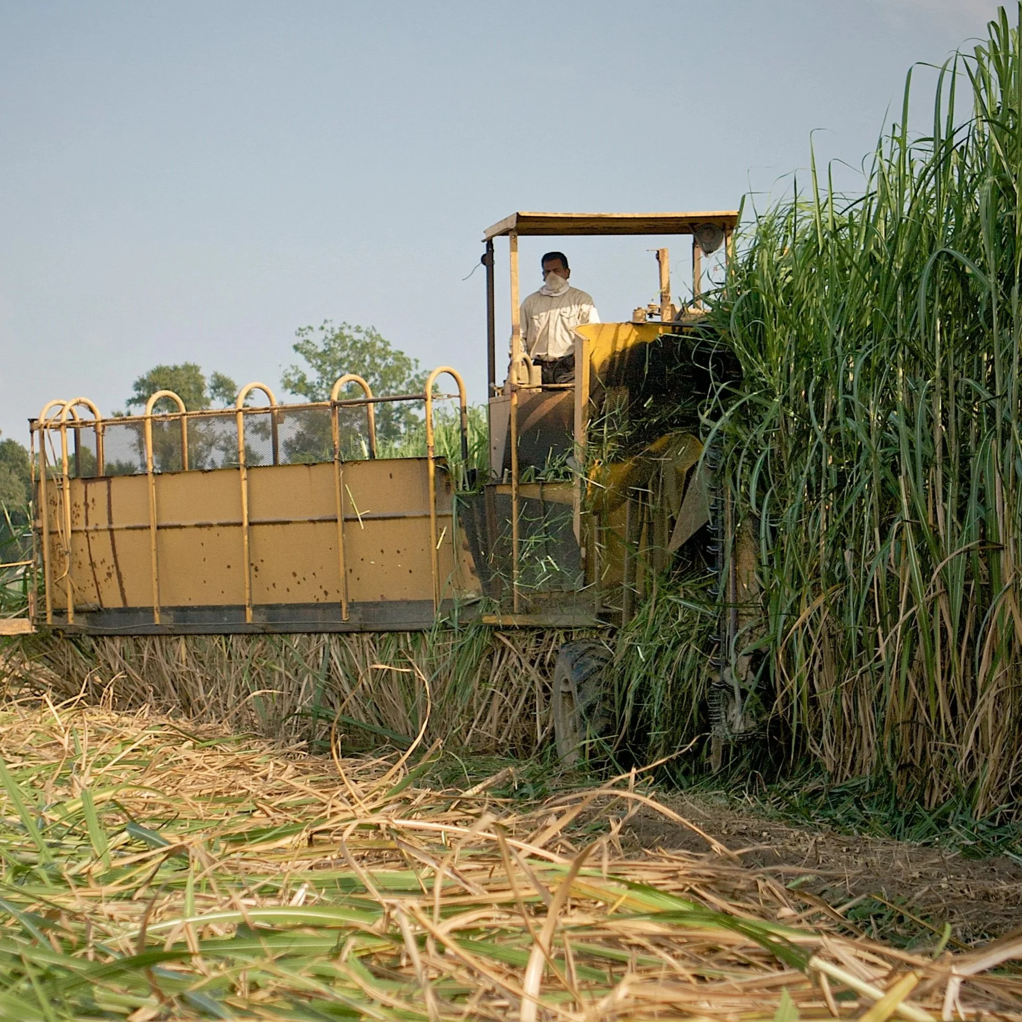 2026 Sugarcane Variety Performance