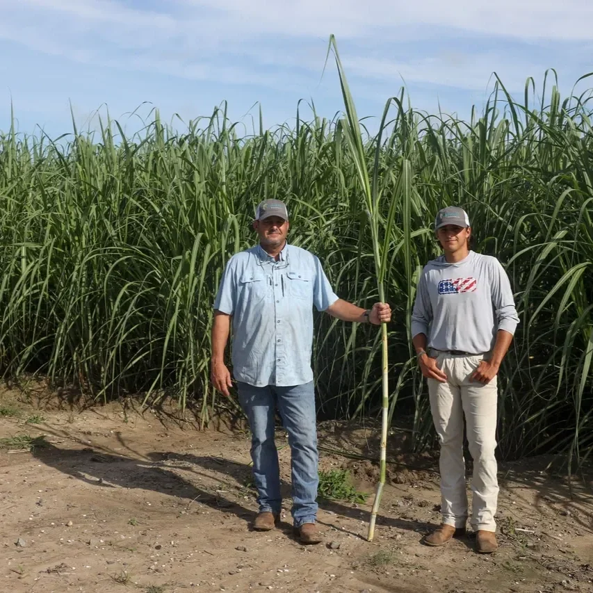 Louisiana Growers Get Emergency Approval to Fight New Sugarcane Pest