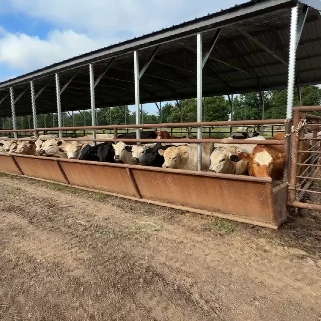 Beef Prices Rise as Cattle Farmers Face Supply Challenges and Disease Concerns