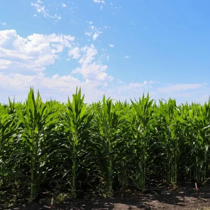 Farmer Losses Projected To Deepen