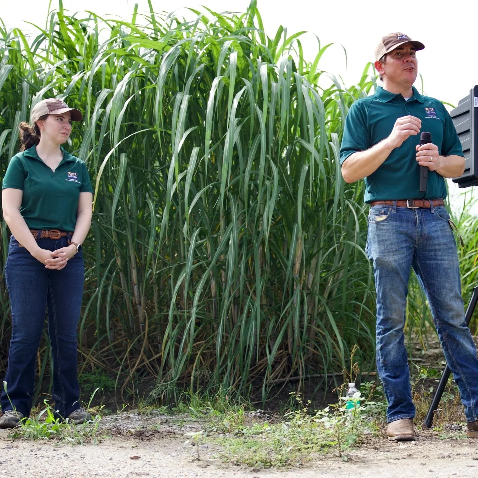 For Louisiana Sugarcane Producers, Huge Harvest Tempered by Arrival of Invasive Insect