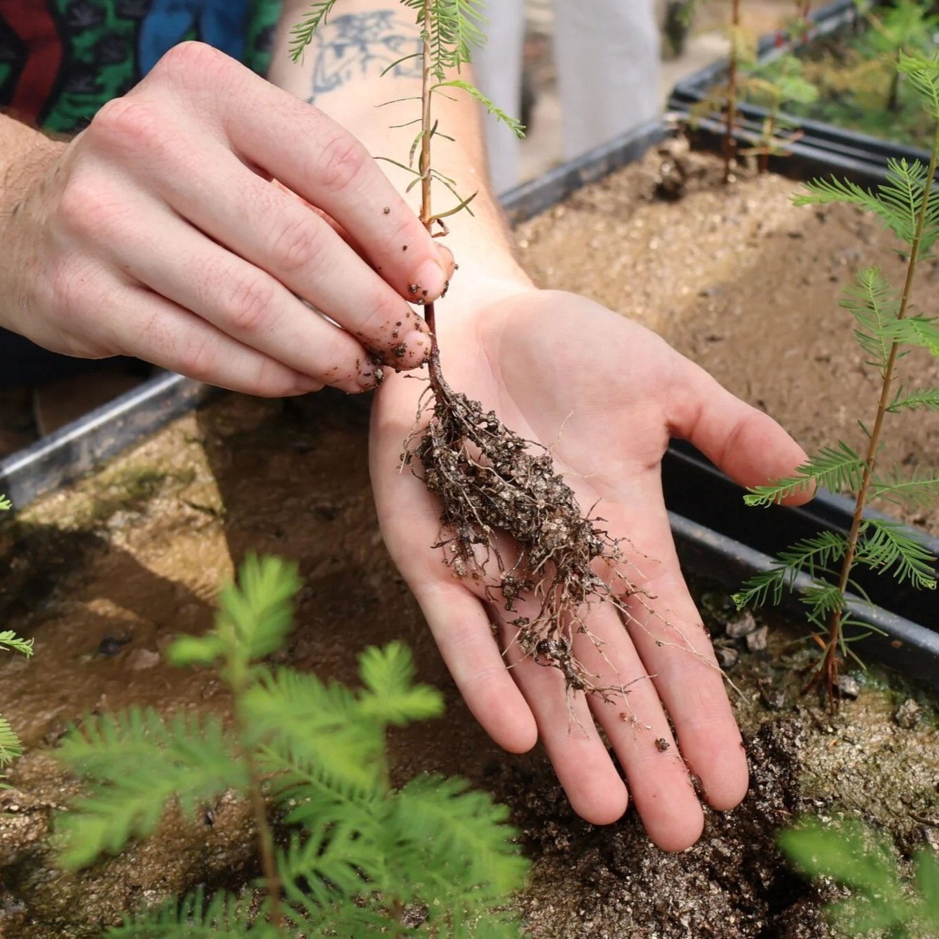 Recycled Glass and Salt-loving Bacteria are Helping Scientists Bring Back Coastal Cypress