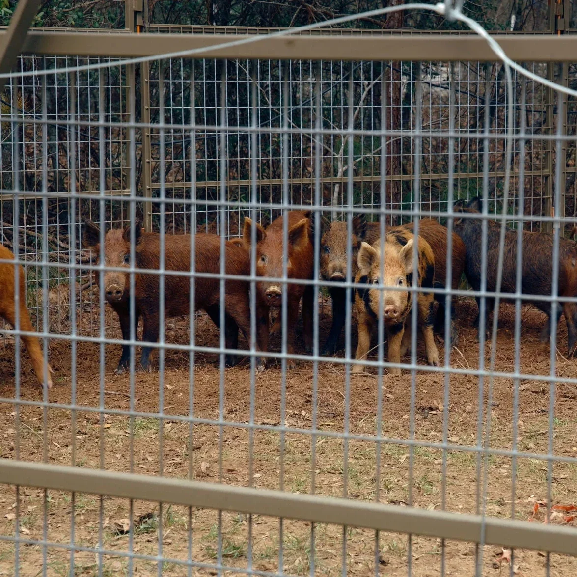 'We Took it Upon Ourselves': Caddo Parish Putting New Feral Hog Trap to Work.
