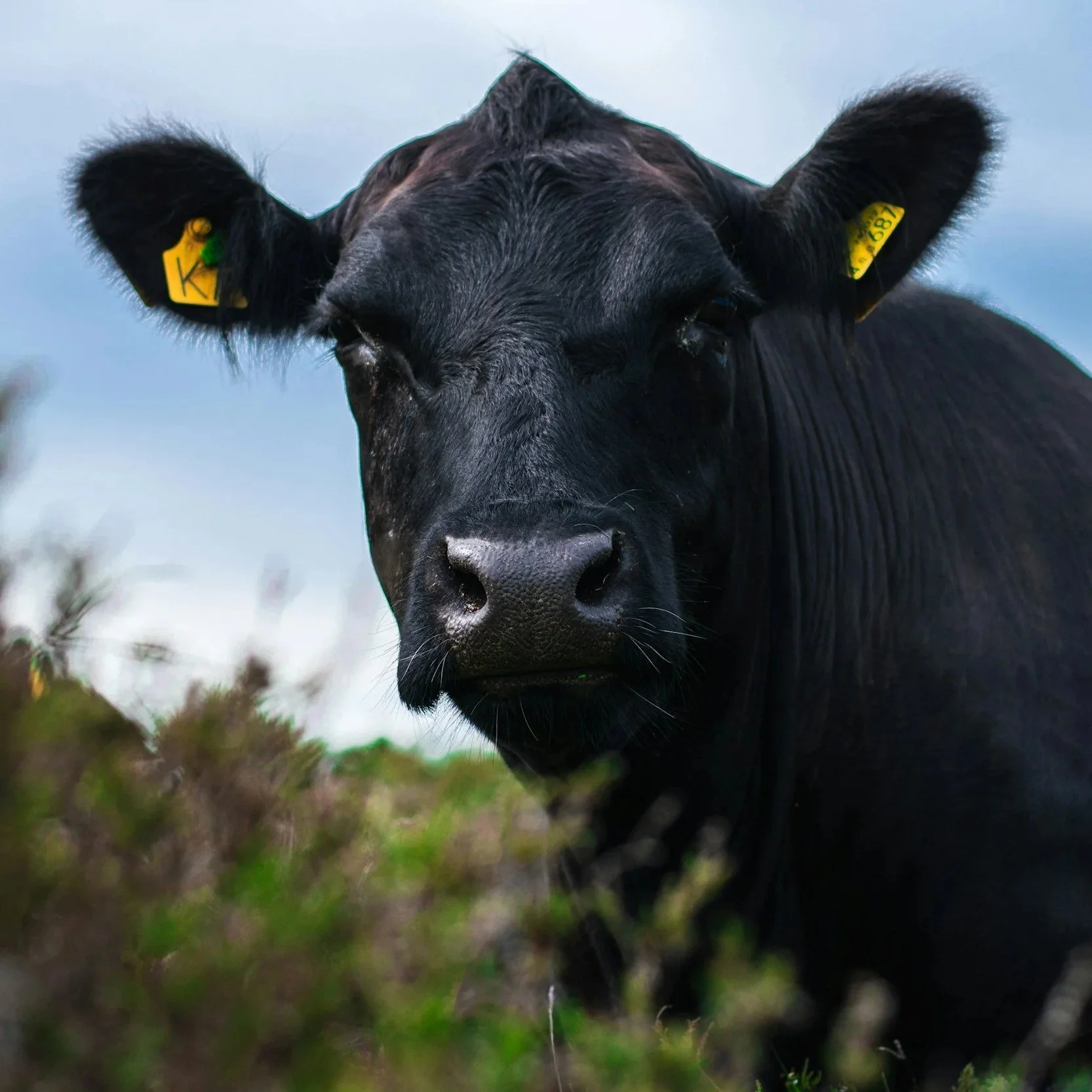 42nd Junior Beefmaster Breeders Show Returns To Ike Hamilton Expo Center