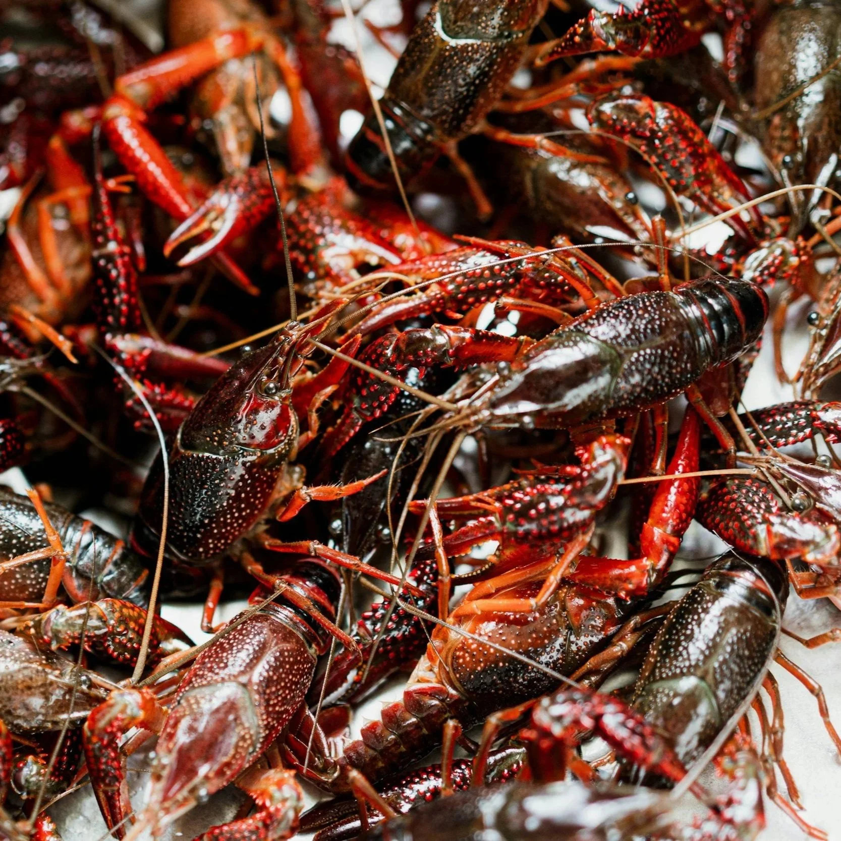 Tulane, Audubon Partner To Promote Sustainable Gulf Seafood