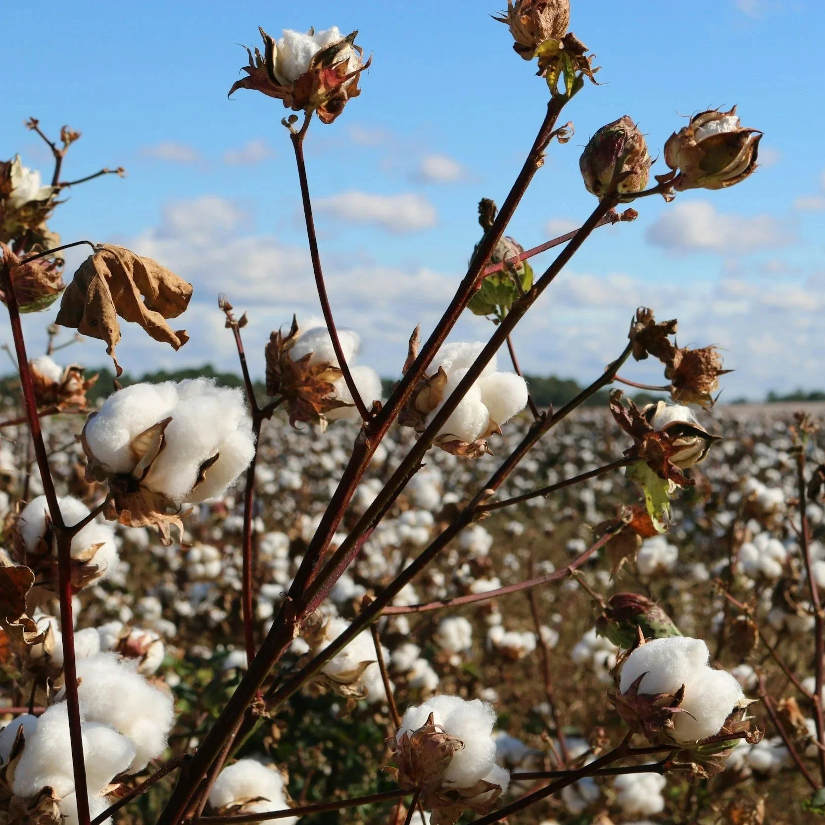 Cotton Growers Face ‘Perfect Storm’ Of Input Cost Spikes In 2026