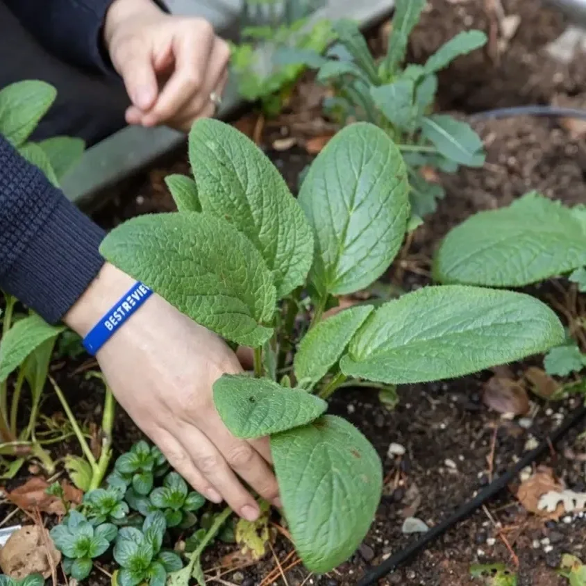 LSU AgCenter Master Gardener Classes to Begin Across Louisiana