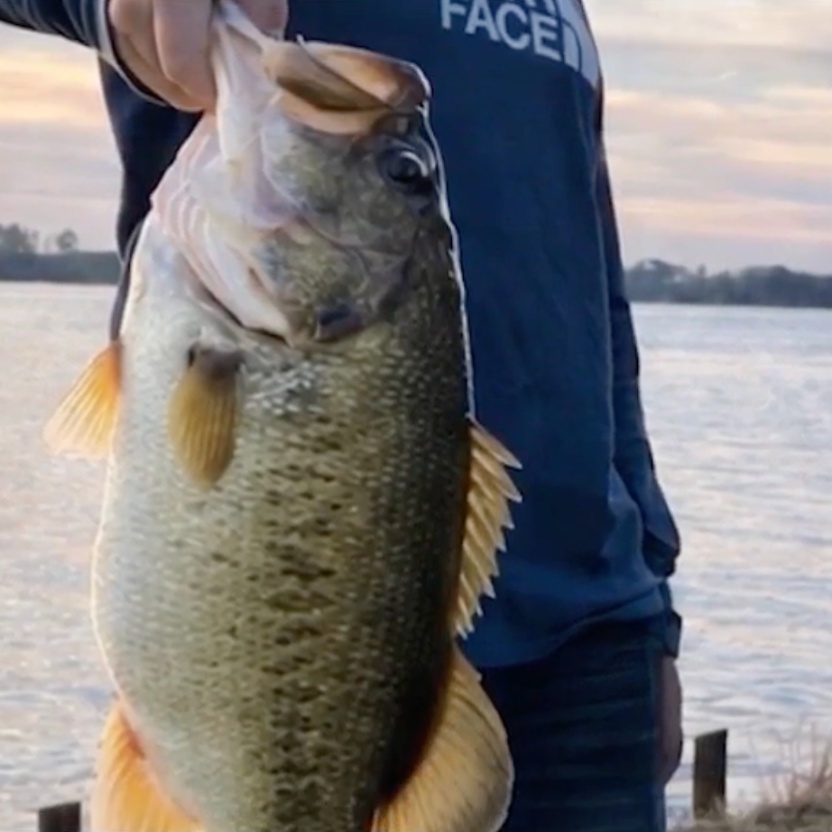 Anglers Celebrate the Plentiful Tiger Bass Fishing at Lake Claiborne