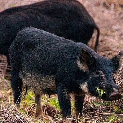 USDA Announces $35 Million To Combat Feral Swine On American Agricultural Lands
