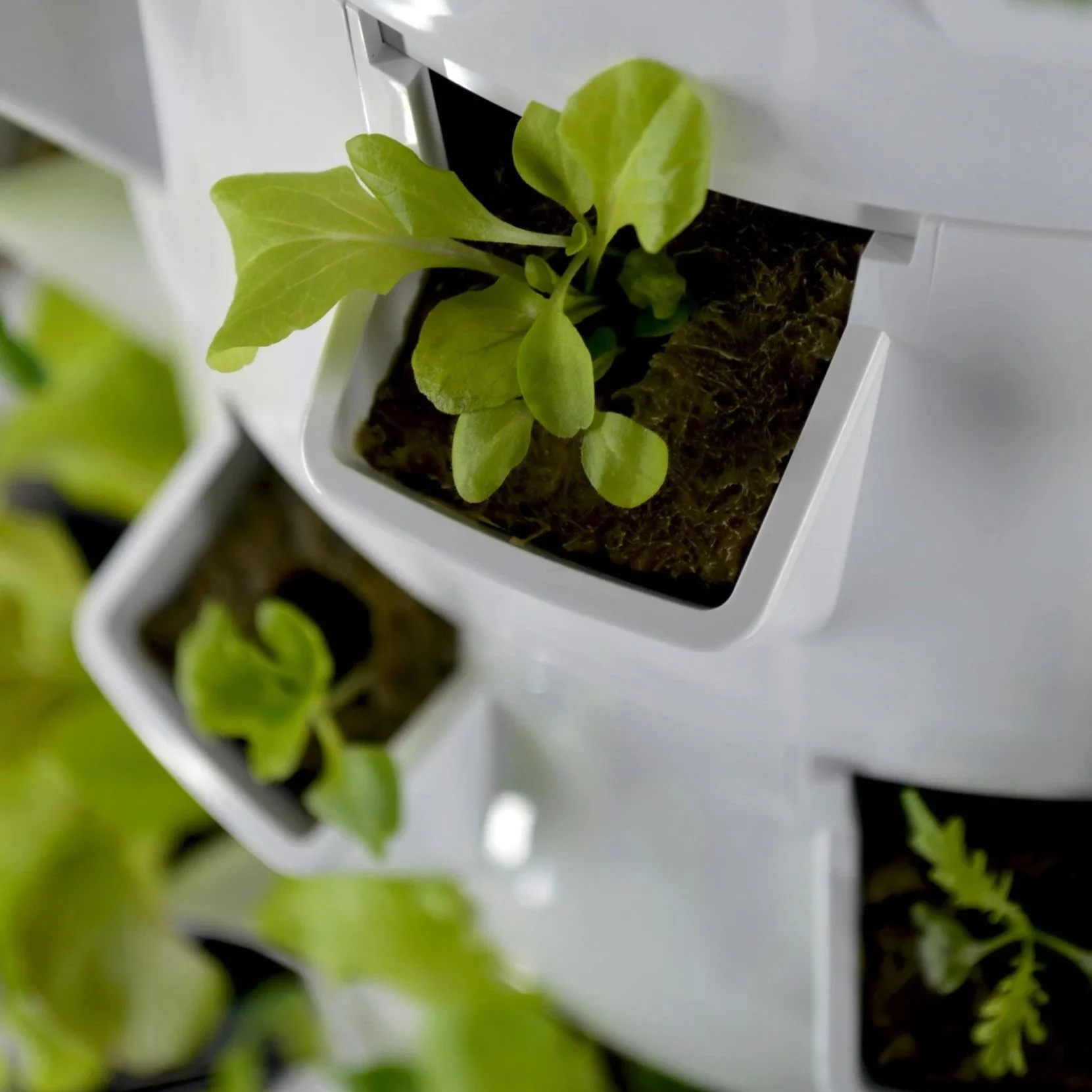 Hydroponic Farming Systems are Helping Local Farmers Meet Lettuce Demands