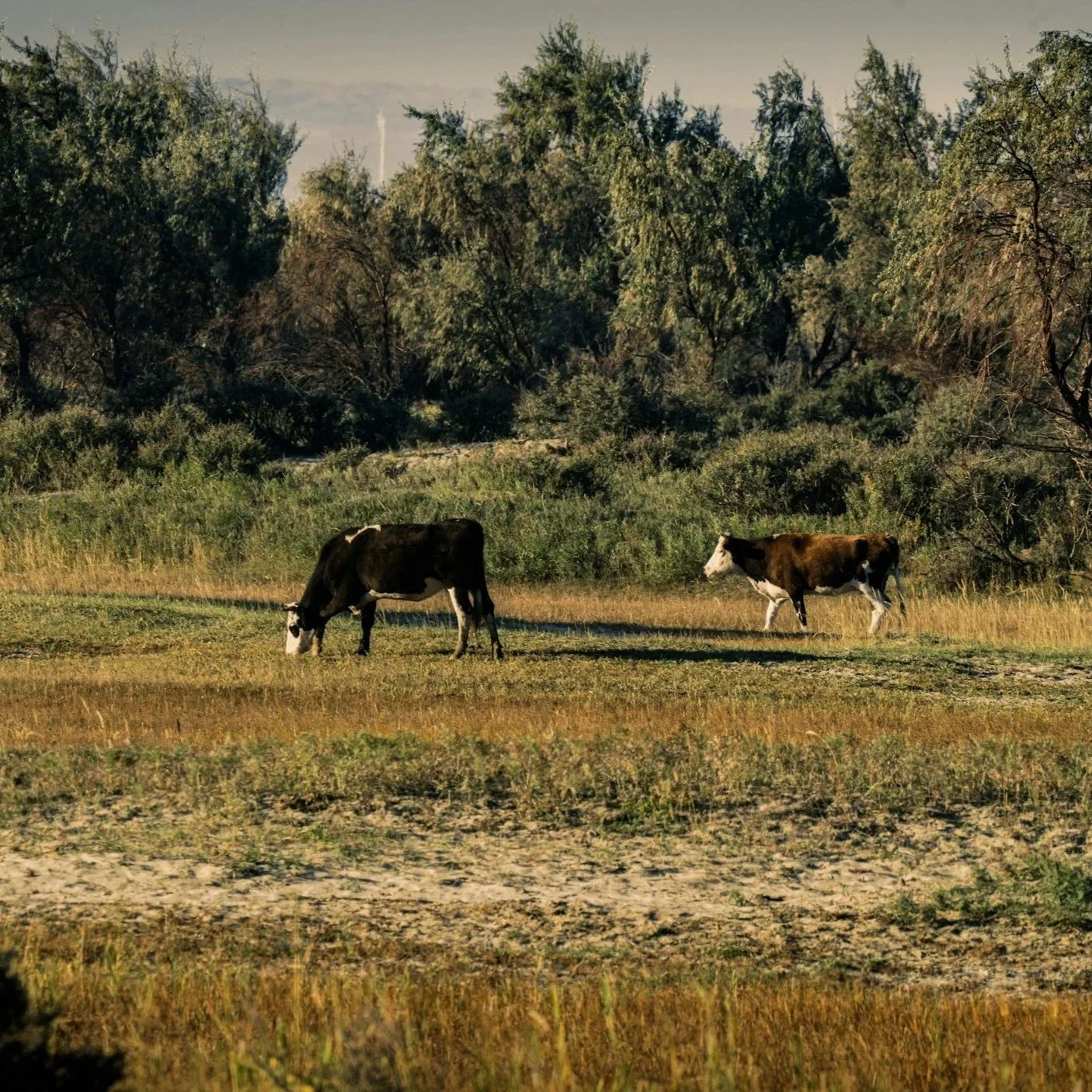 USDA Raises Cattle Price Outlook as Tight Supplies and Drought Slow Herd Rebuild