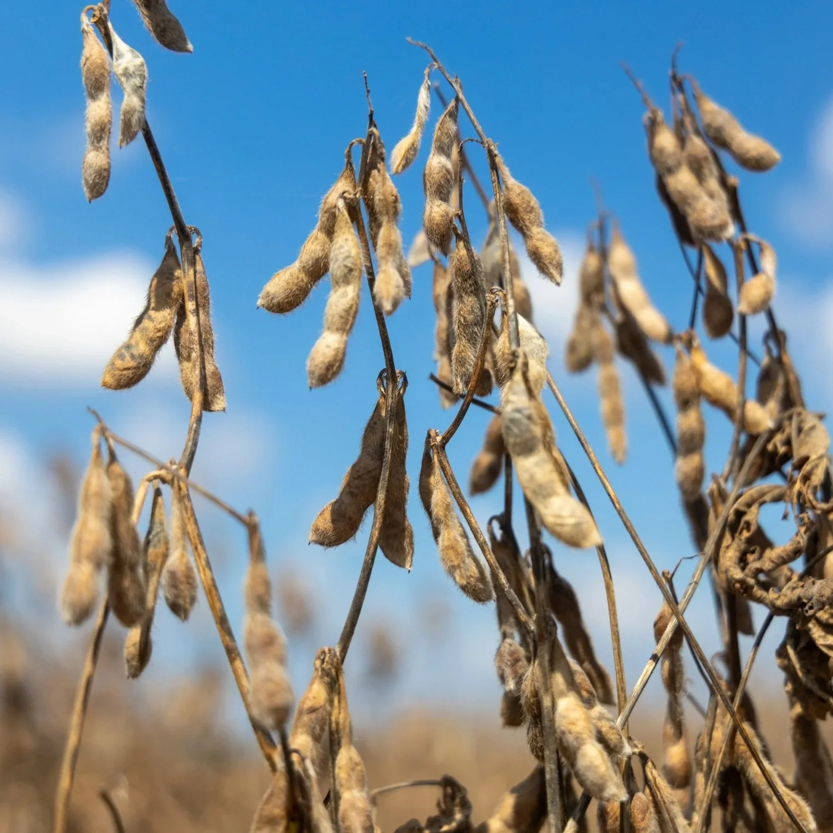 United Soybean Board Approves FY27 Budget To Sharpen Focus And Maximize Farmer Returns
