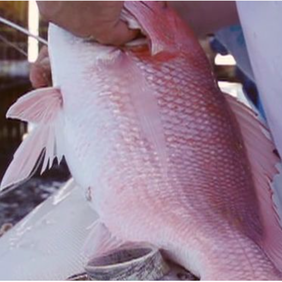 More Than 70% of Red Snapper Quota Caught Just Two Months Into Season