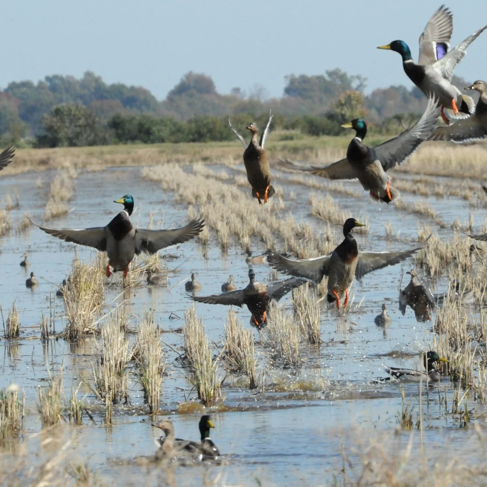 Declining Rice Acres Threaten Critical Bird Habitat, Researchers Say