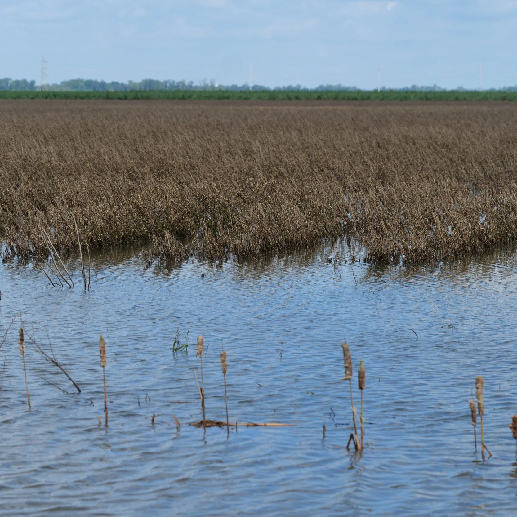 Update On Flood Damage In Soybeans From Tropical Storm Arthur