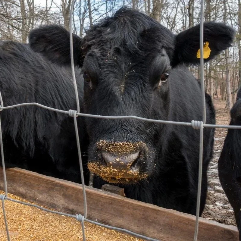 USDA Announces Phased Reopening of Southern Ports for Livestock Trade