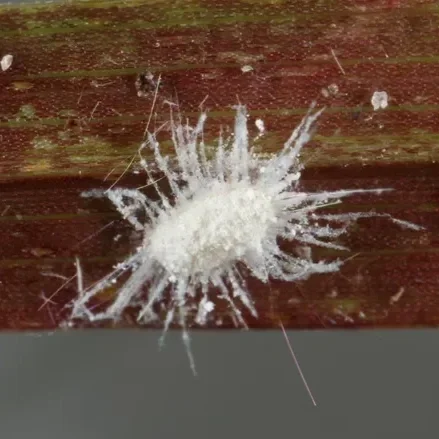 Louisiana's Sweetest Crop Under Attack from Alien Australia Insect