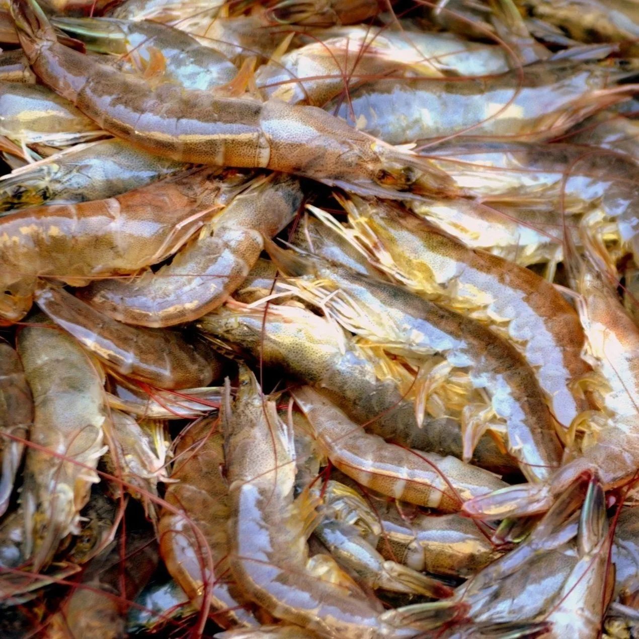 Louisiana, Southern Shrimpers Praise Bill Targeting Hazardous Imports