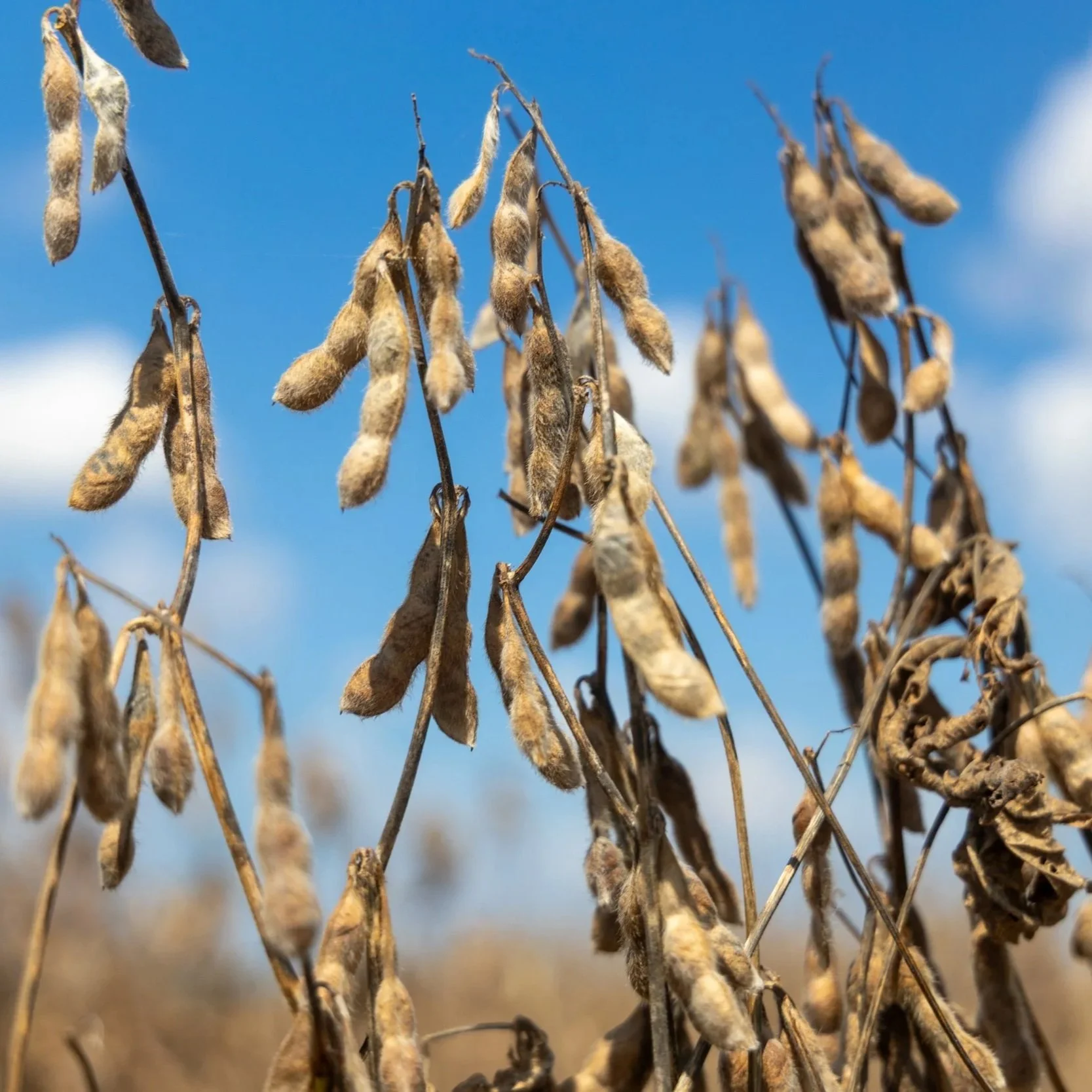 Soybeans Make Contract Highs on Weather, China Demand and Corn Follows: Wheat Sees Profit Taking