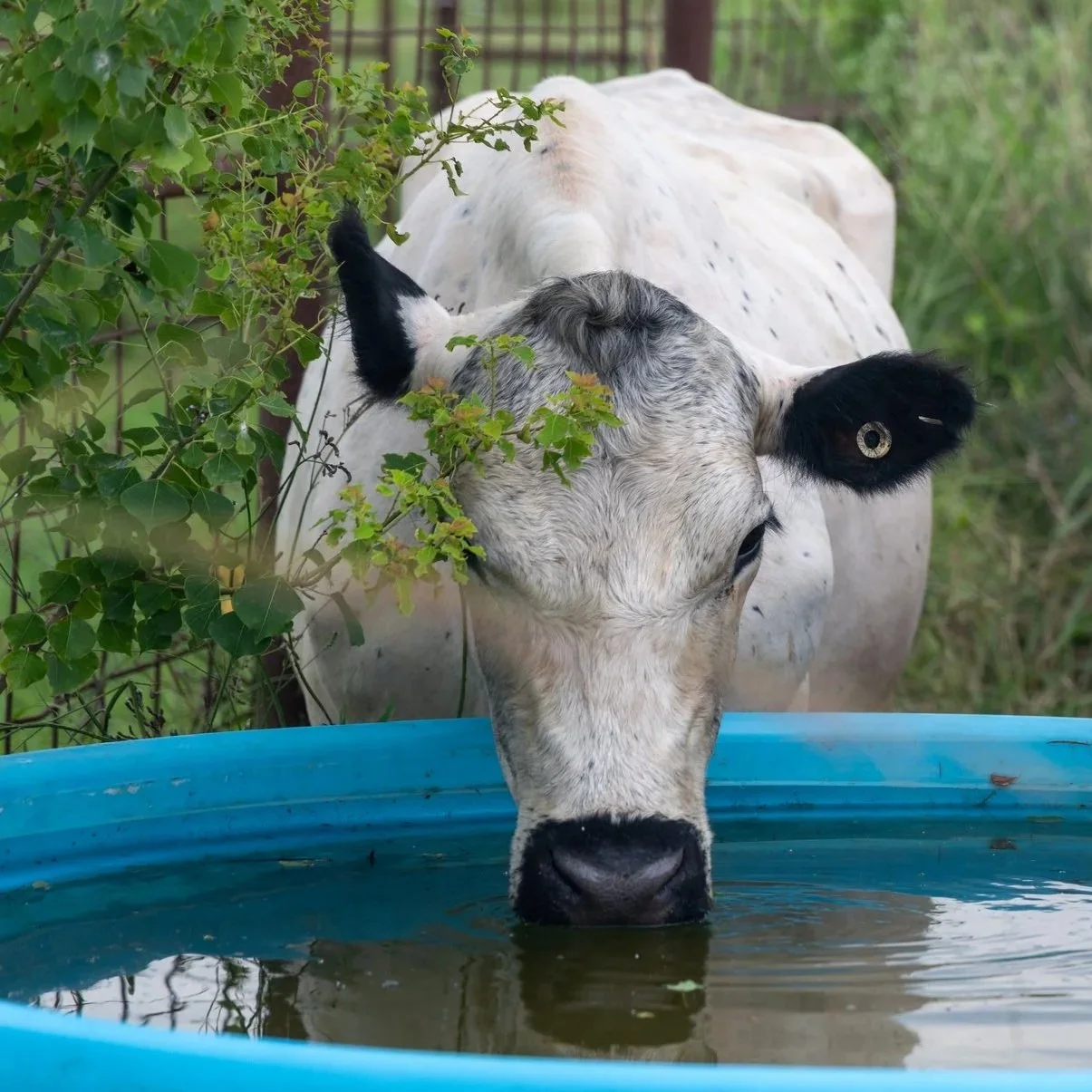 Livestock Owners Take Extra Precautions as Summer Heat Intensifies