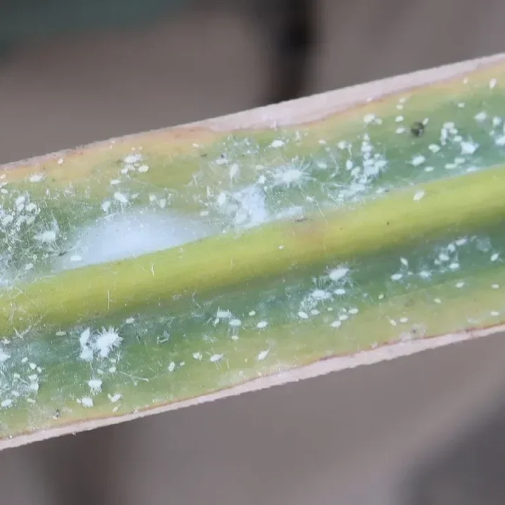 Invasive Mealybug Threatens Louisiana Sugarcane Despite Strong Crop Outlook