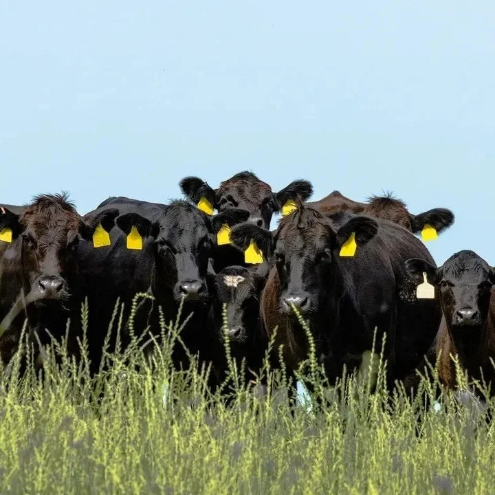USDA Reports Provide Insight into Cattle Markets