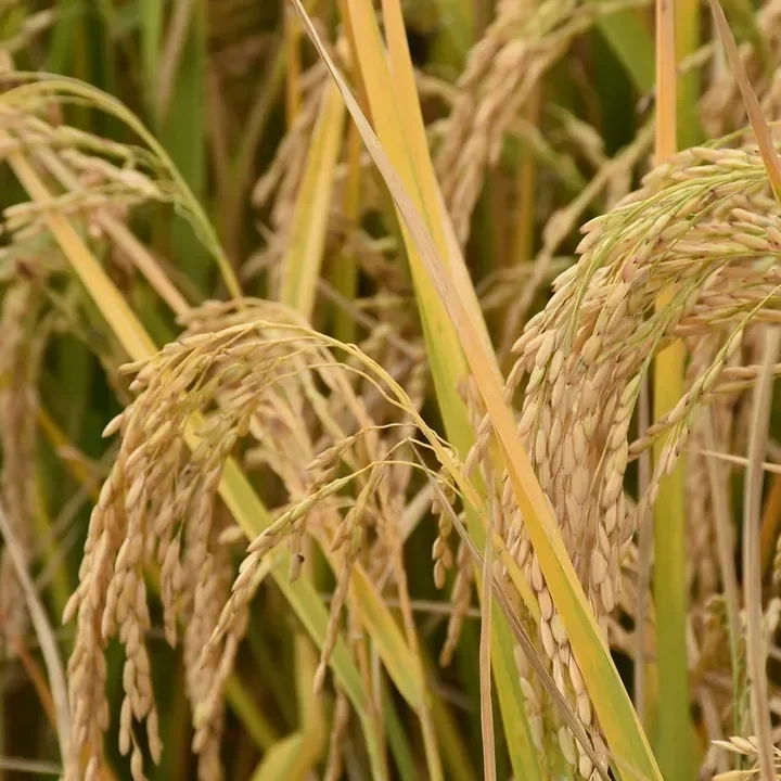 USDA Projects Long-Grain Rice Stocks Down 52% This Year