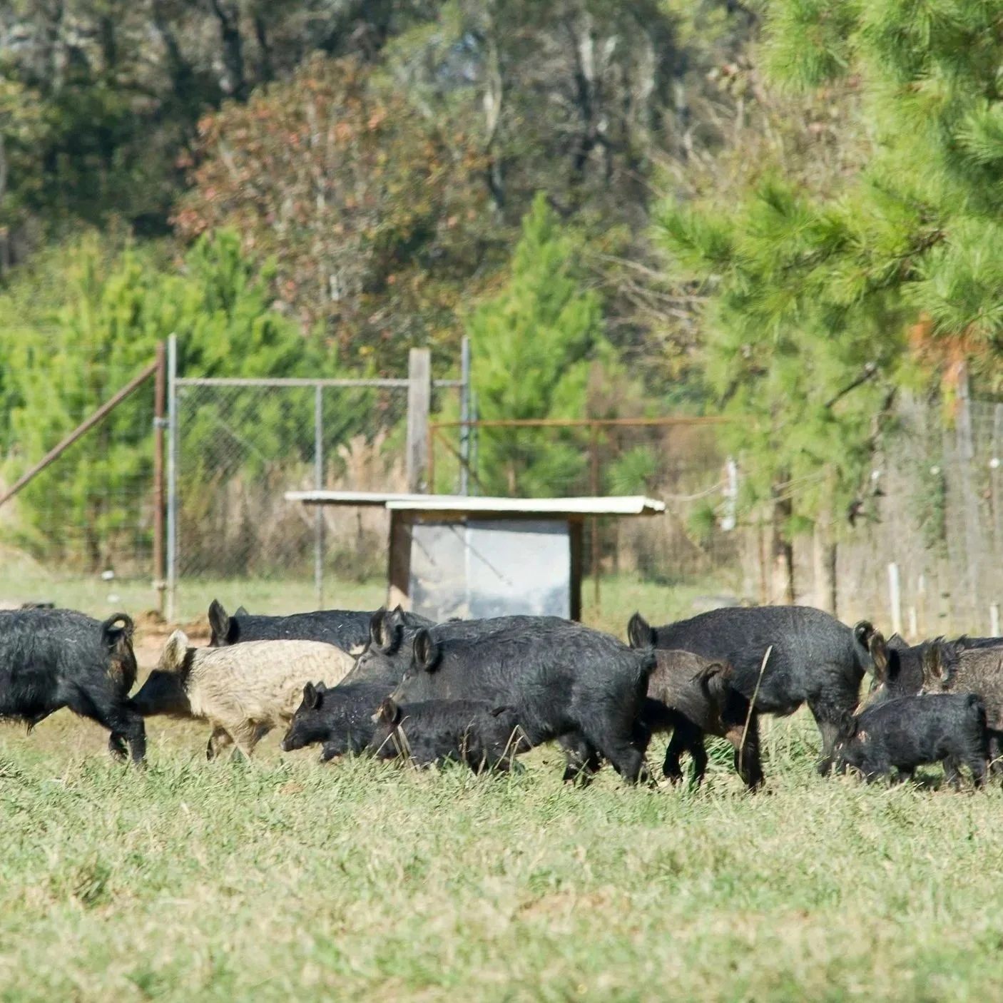 USDA Announces $35 Million for Feral Hog Eradication in Most Louisiana Parishes