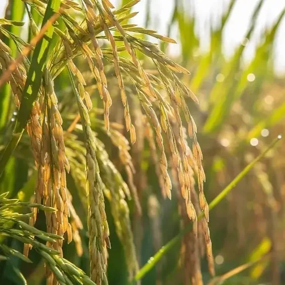Cotton, Rice Producers Squeezed Despite Falling Fertilizer Prices