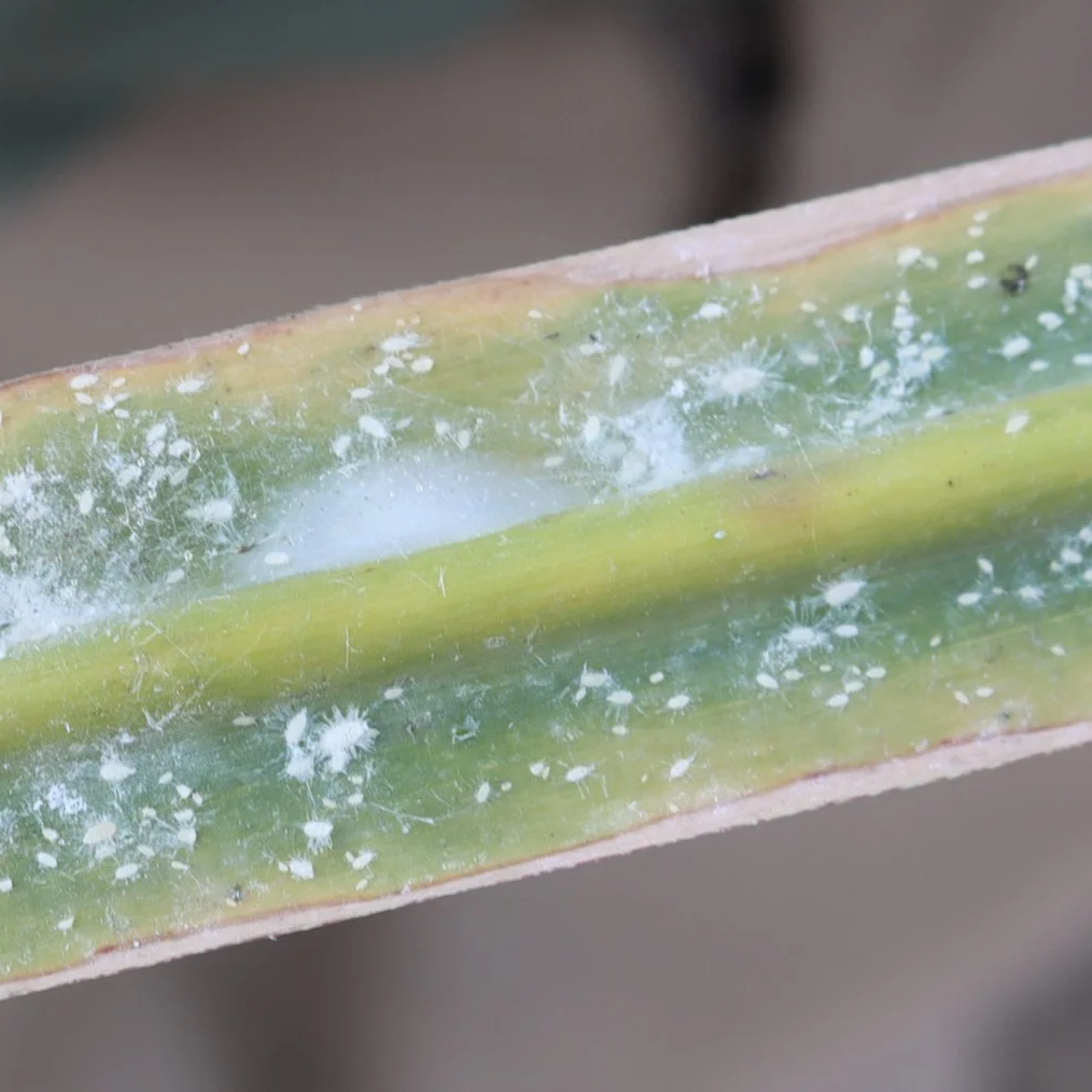 Pasture Mealybug Update: August 2, 2026