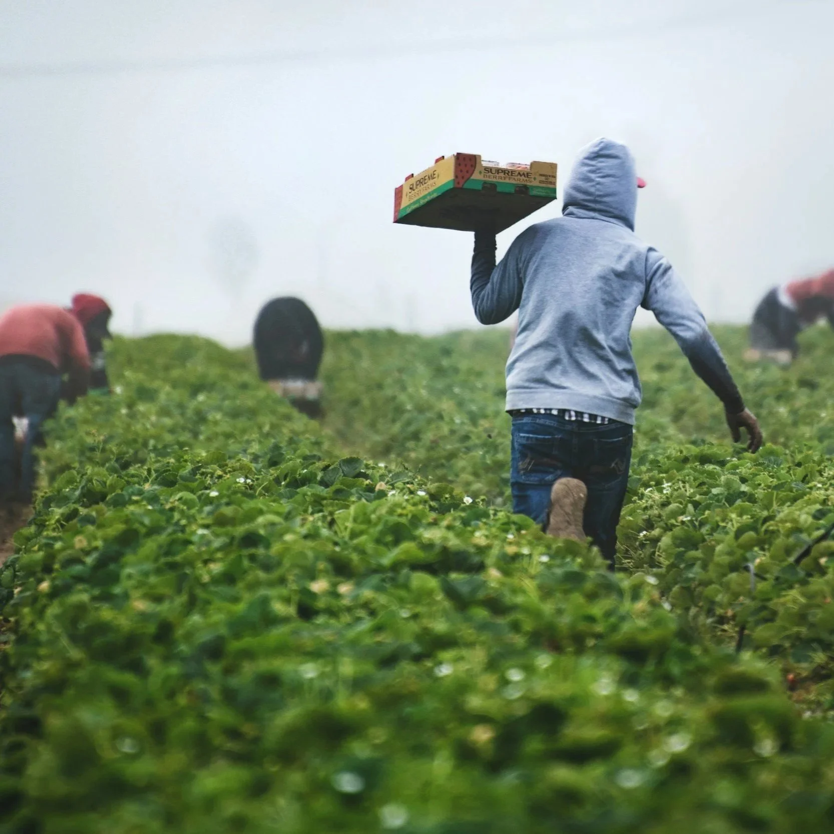 New H-2A Farmworker Rates Are Here: What Agricultural Employers Need to Know