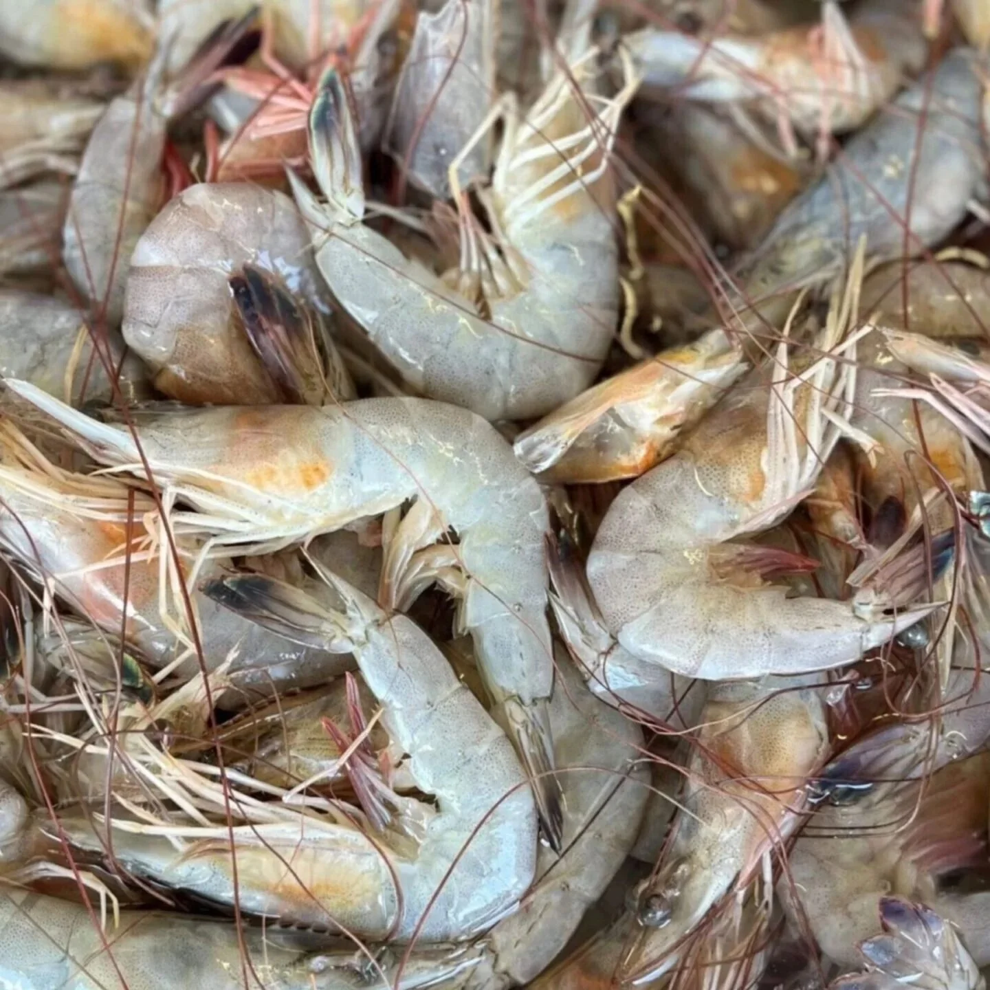 Louisiana Shrimp Task Force to Meet in Houma Next Week, Public Invited to Attend