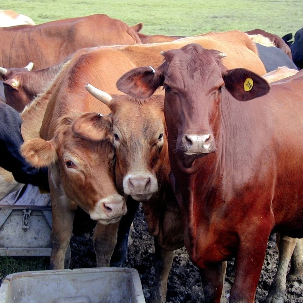 Slow Cattle Rebuilding Keeps Beef Prices Elevated Longer