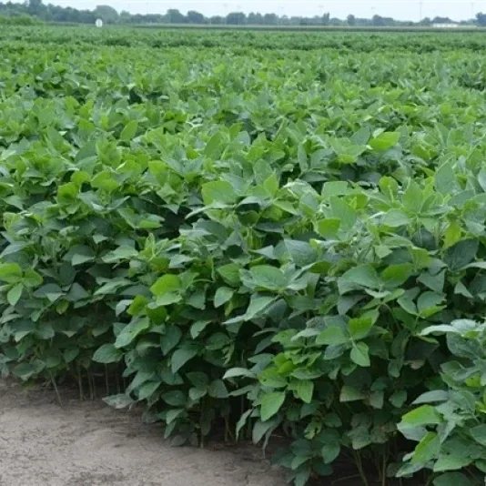 Flexibility Meets Firepower in New Soybean Herbicide