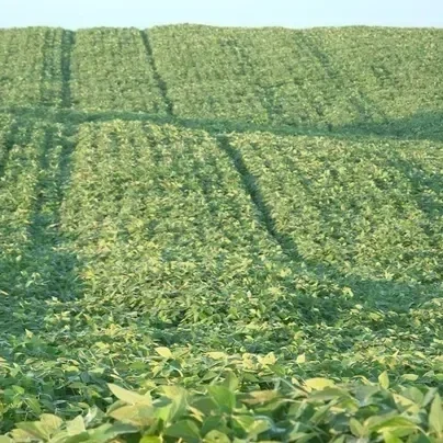 US Soybean Farmers Race to Meet Global Demand as Farmland Shrinks