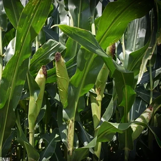 StoneX’s First Survey Shows a Big Crop, But Supply Might Not Be the Big Story This Year