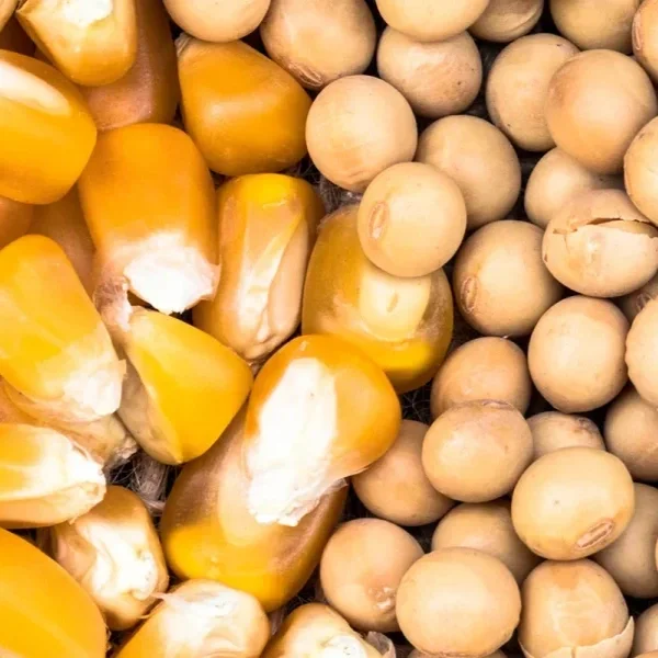 Corn and Soybean Crush Strengthen Domestic Grain Demand