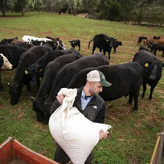 Record Beef Prices are Minting Fortunes for Ranchers—but Straining the American Farmers who Fatten their Cattle