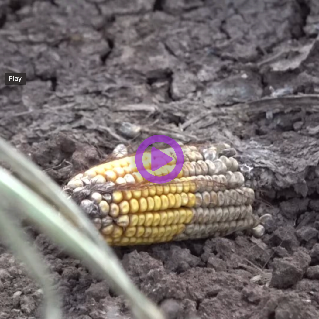 Avoyelles Parish Farmers Struggling After Tropical Storm Arthur