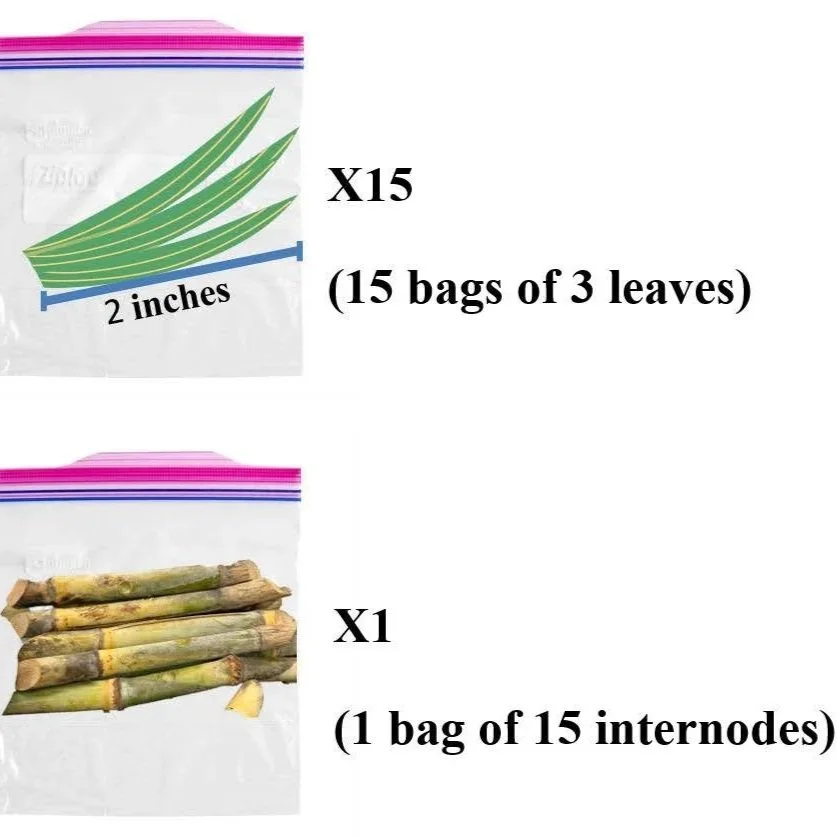 Sugarcane Disease Sampling and Testing