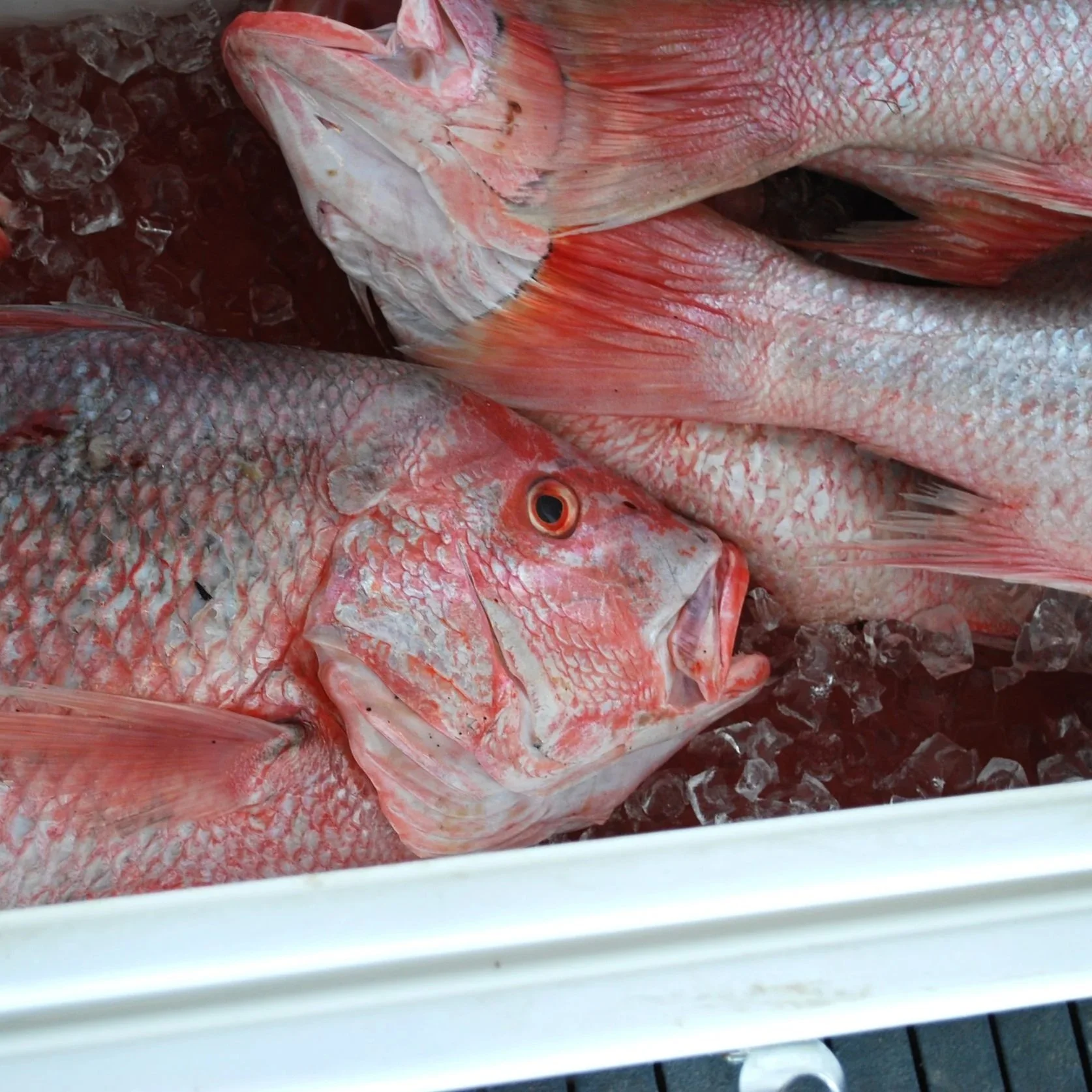 LDWF Hoping to Reopen Red Snapper Season to Allow Fishing Through Labor Day Weekend