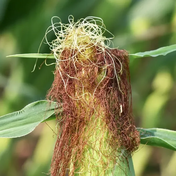 Crop Progress: Corn Quality Inches Lower, as Expected