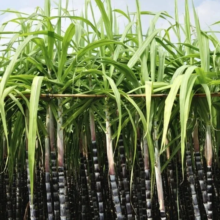 Sugar Producers Push for Changes to Outdated Tariffs