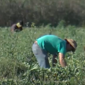 Ag Labor Shortage Keeps Focus on H-2A Visa Program