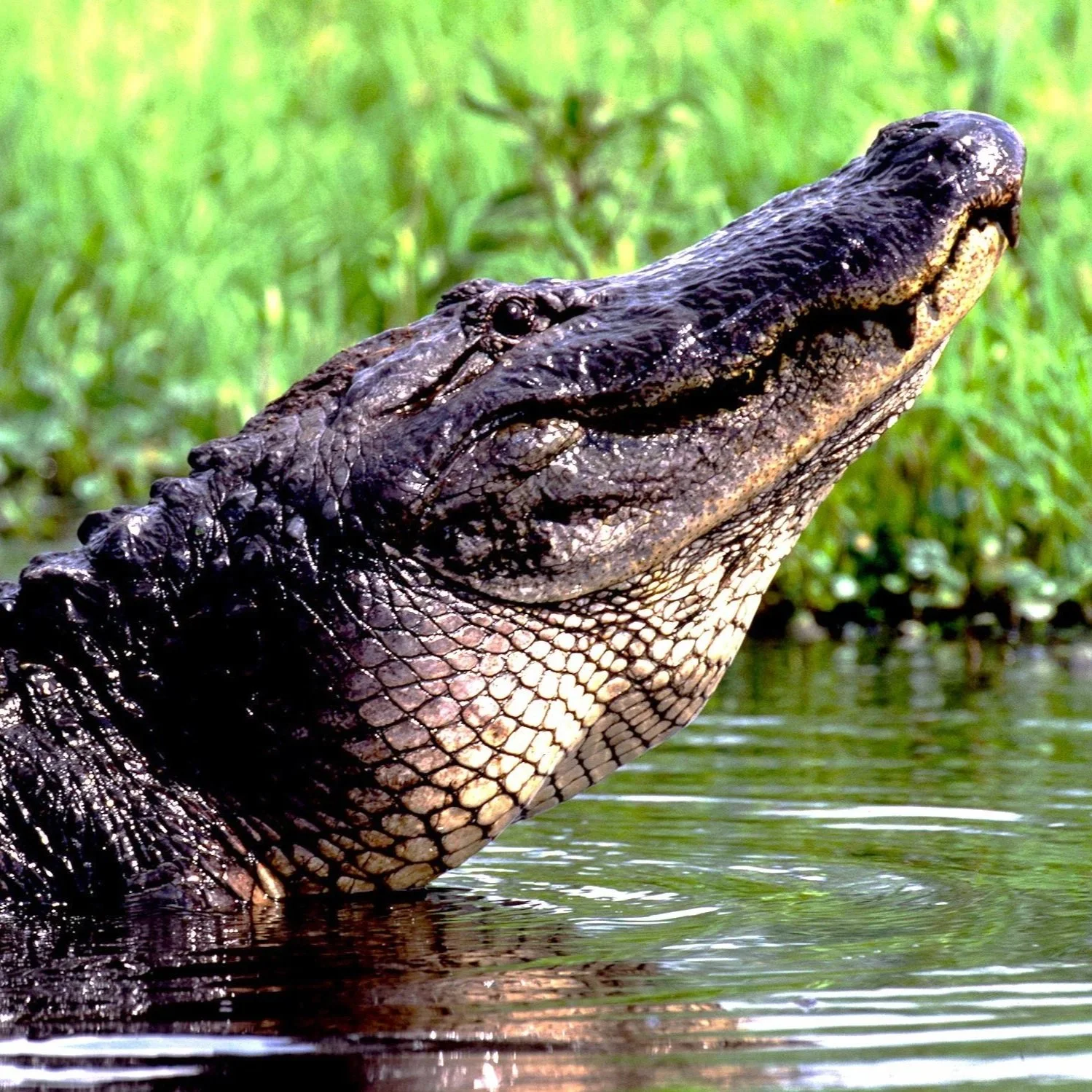 Louisiana’s Recreational Alligator Hunting Lottery Opens August 20