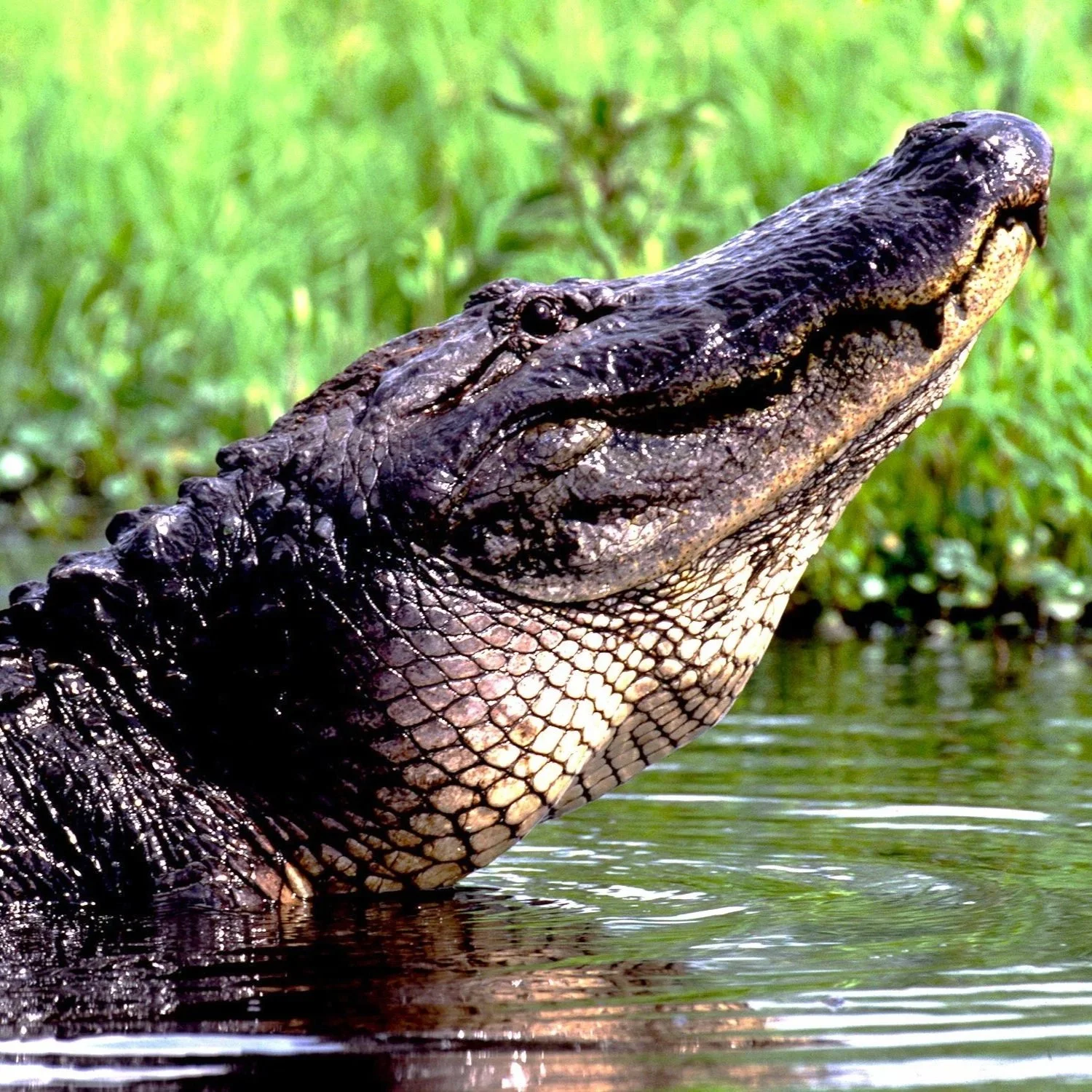 LDWF Now Accepting Applications for First-ever Recreational Alligator Hunting Tag Lottery