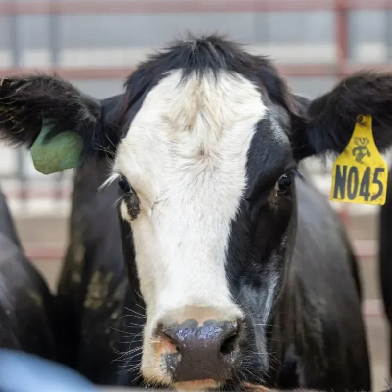 AFBF President Duvall: "Increased Beef Imports Could Create Long-term Damage"